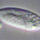 An image of a diplonemid taken at sea. (Image: Patrick Keeling/UBC)